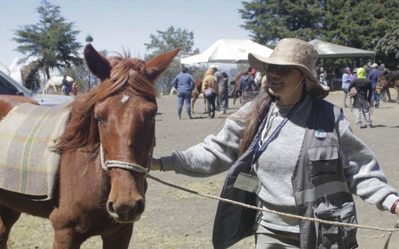 Vacunan a équidos en Jornada de Salud y Bienestar