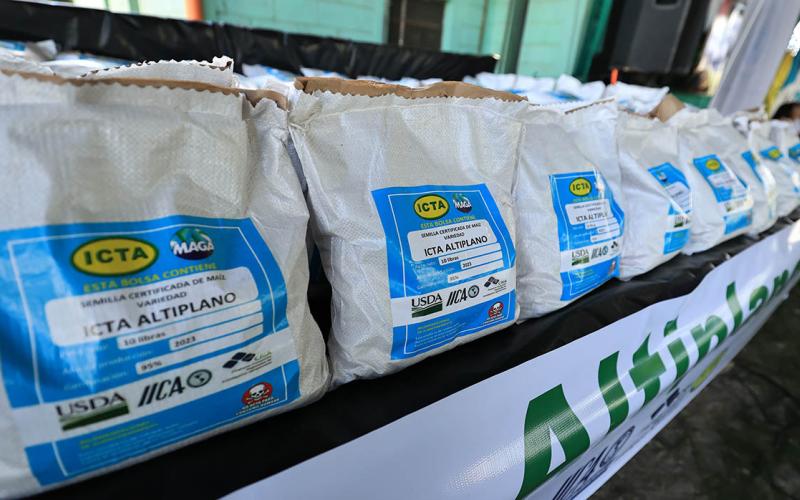 Variedad de maíz ICTA-Altiplano mejorará producción de familias del Altiplano