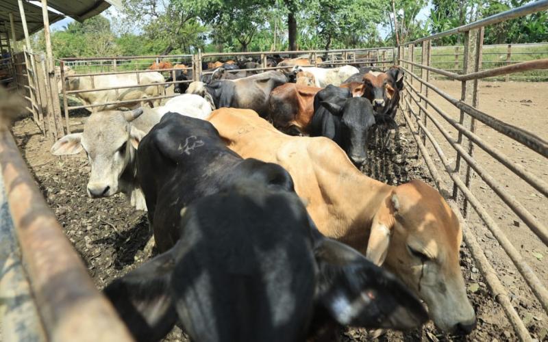 Ganaderos de Izabal colaboran en el combate al Gusano Barrenador del Ganado