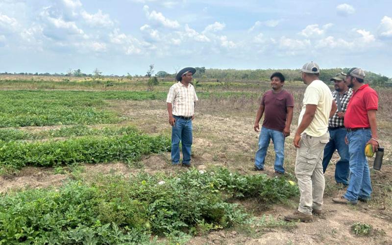Brindan asistencia técnica a productores del PAE para mejorar cultivos