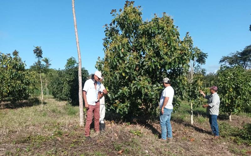 Brindan asistencia técnica en cultivo de aguacate 