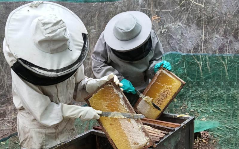 Brindan asistencia técnica para el manejo del apiario y la cosecha de miel