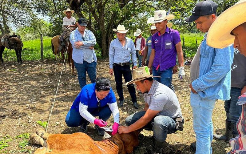 Capacitan a ganaderos en combate al Gusano Barrenador del Ganado