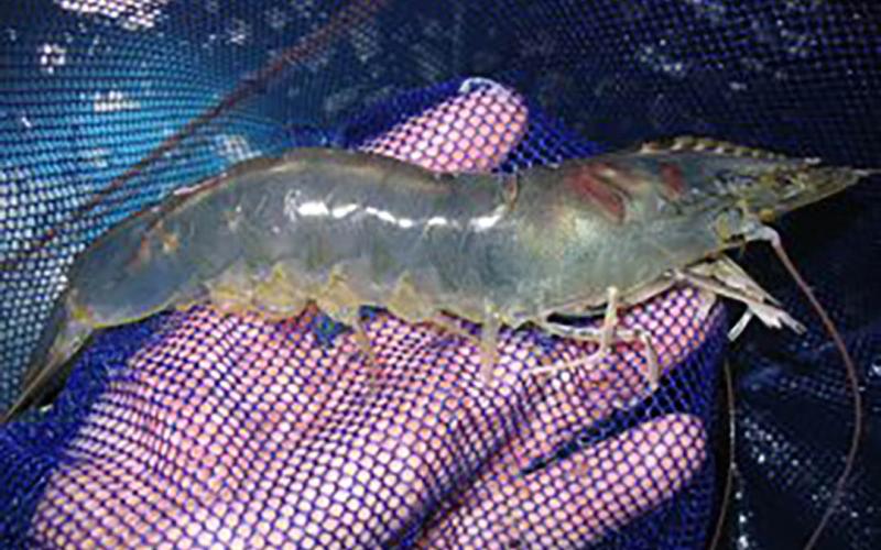 Declaran veda de camarón costero en el Océano Pacífico