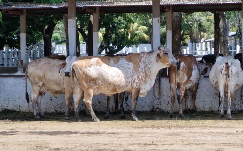 El ganado de raza pura debe contar con registro emitido por el MAGA