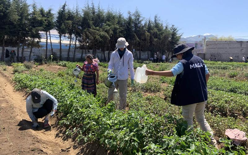 Estudiantes de Canadá realizan intercambio agrícola en Chimaltenango