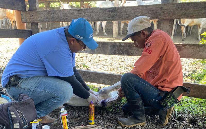 Experta de USDA visita el país para conocer acciones de control del Gusano Barrenador del Ganado