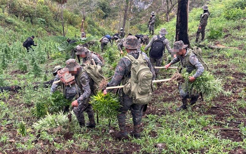 Ejército de Guatemala localizó dos plantaciones de marihuana en Petén.