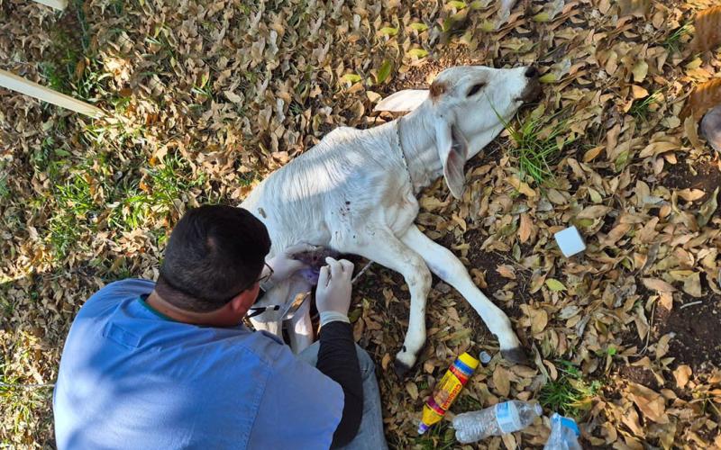 Guatemala mantiene control del GBG y logra recuperar a la mayoría de animales infectados