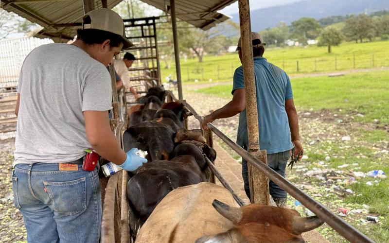 Inspeccionados más de 48 mil animales por Gusano Barrenador del Ganado