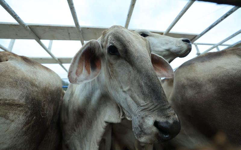 OIRSA reconoce acciones implementadas contra el Gusano Barrenador del Ganado