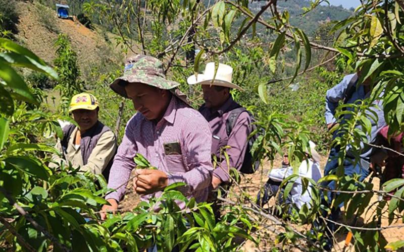 Promueven buenas prácticas en el cultivo del melocotón en San Marcos