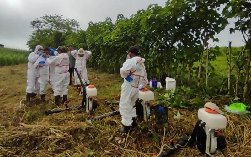 Realizan aspersiones de control de langosta centroamericana 