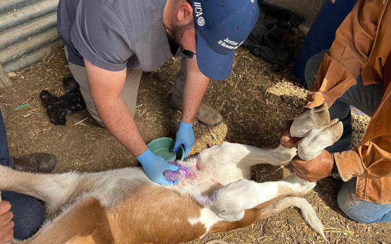 Se han curado a más de 23 mil animales en puestos de control por Gusano Barrenador del Ganado
