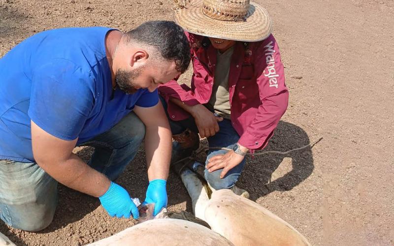 Se han inspeccionado más de 52 mil animales por control del Gusano Barrenador del Ganado
