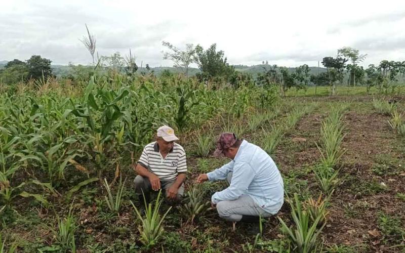 Se brinda asistencia técnica a productores de piña y cacao en Melchor de Mencos