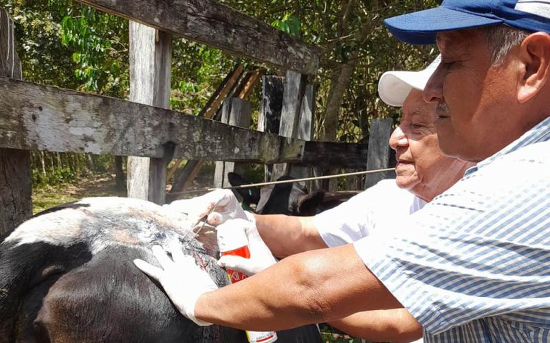 Verifican posibles casos de Gusano Barrenador del Ganado en Petén
