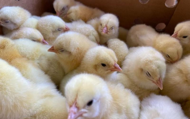 Impulsa proyecto avícola en la Zona de Adyacencia entre Guatemala y Belice