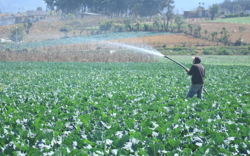 ¿Qué debe hacer el sector agrícola ante las altas temperaturas?