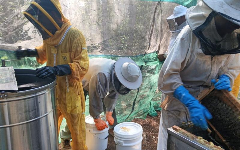 En San Andrés cosechan 585 libras de miel