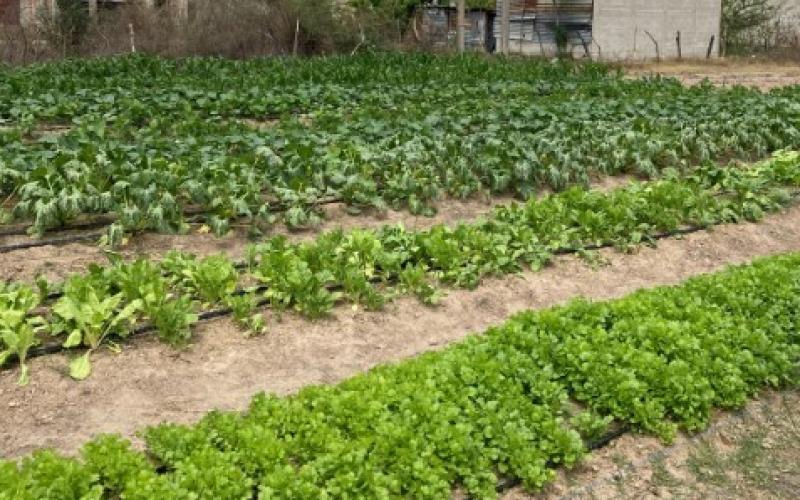 Mujeres del CADER en Monjas recogen su primera cosecha de acelga 