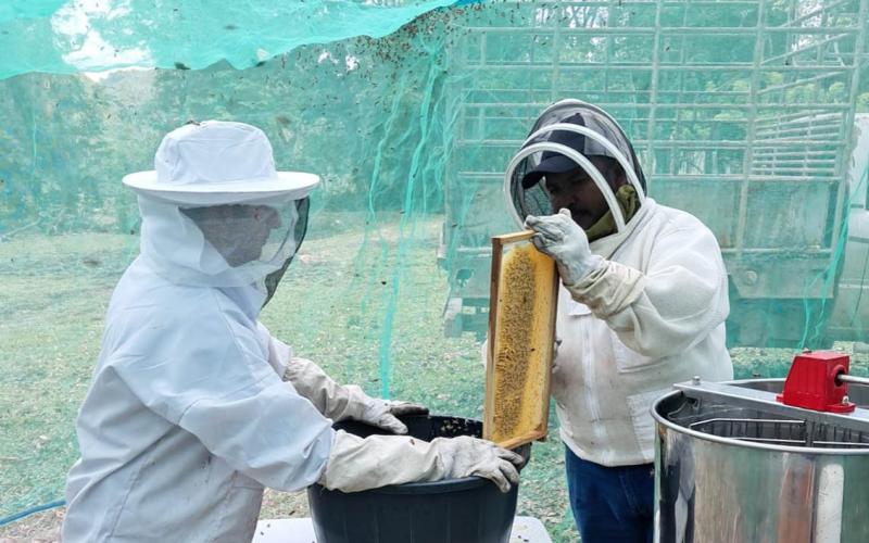 Apicultores reciben asistencia técnica para mejorar extracción de miel