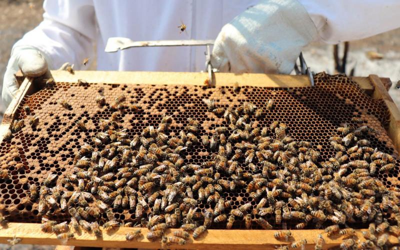 Beneficios de la comercialización asociativa en la apicultura