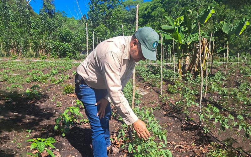 Brindan asistencia técnica para la producción de hortalizas