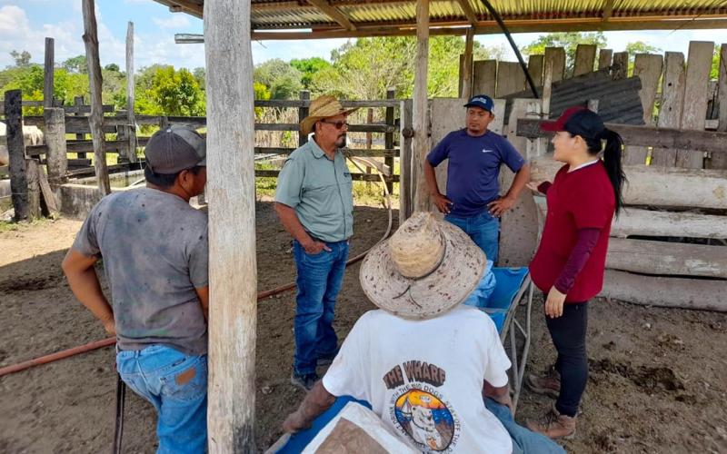 Brindan capacitación para prevenir enfermedades en ganado bovino