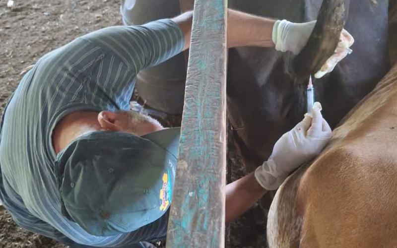 Brindan asistencia técnica y programas de mejoramiento genético a ganaderos de Petén