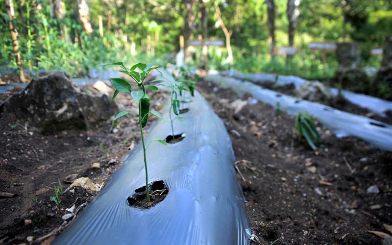 Conozca y prevenga el estrés vegetal