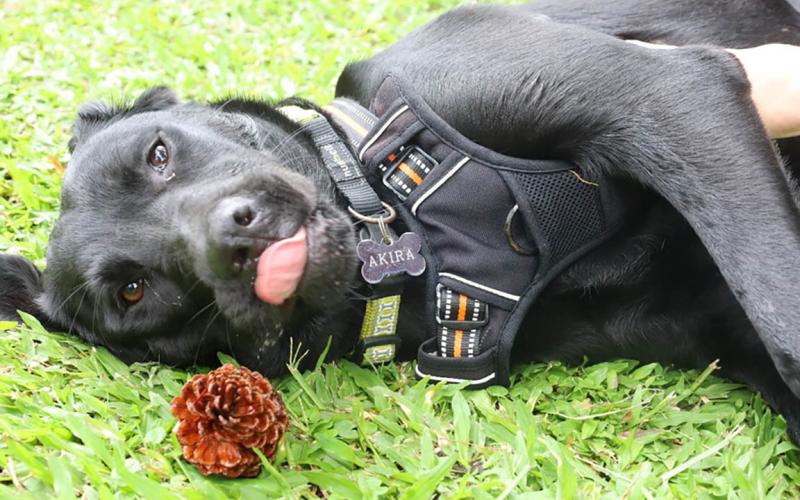Cuide a su mascota durante las vacaciones