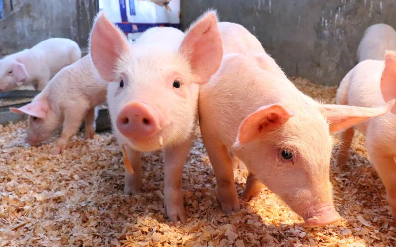 Cuide a sus animales por las altas temperaturas 
