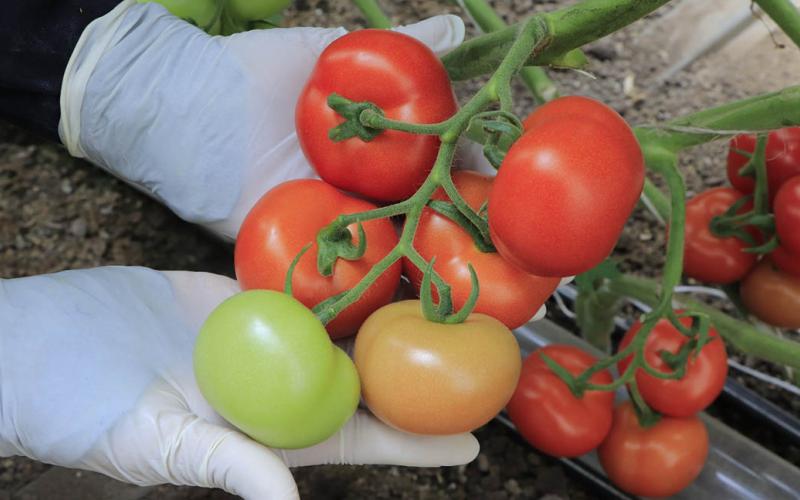 Cultivando tomate en casa