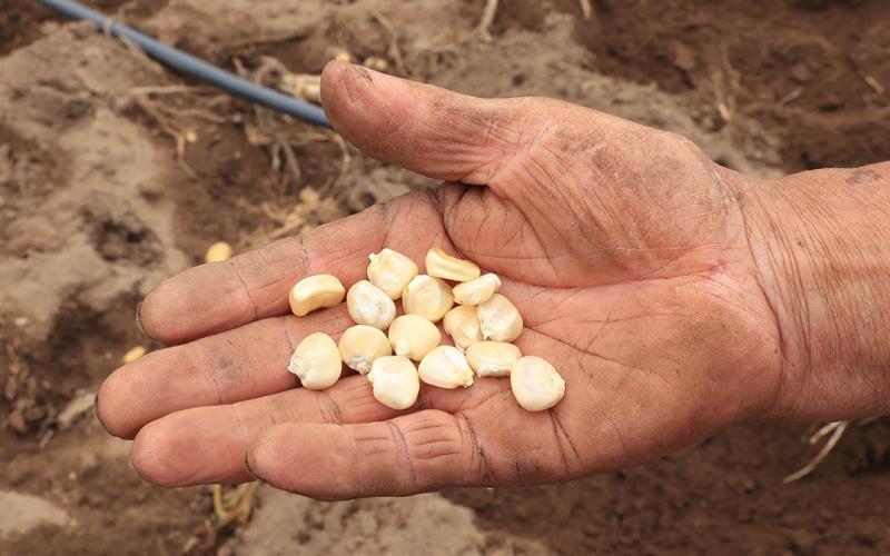 Cultivo de granos básicos favorece la conservación de suelos