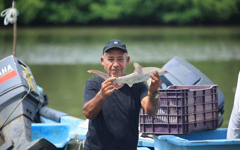Determinan veda para tiburones y pargos en el litoral atlántico