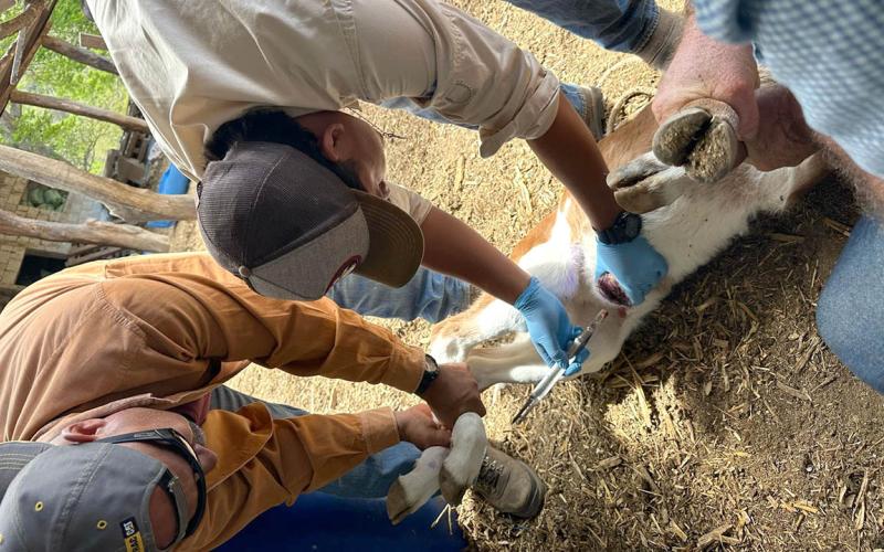 Dispersadas más de 575 millones de moscas estériles para combatir el Gusano Barrenador del Ganado