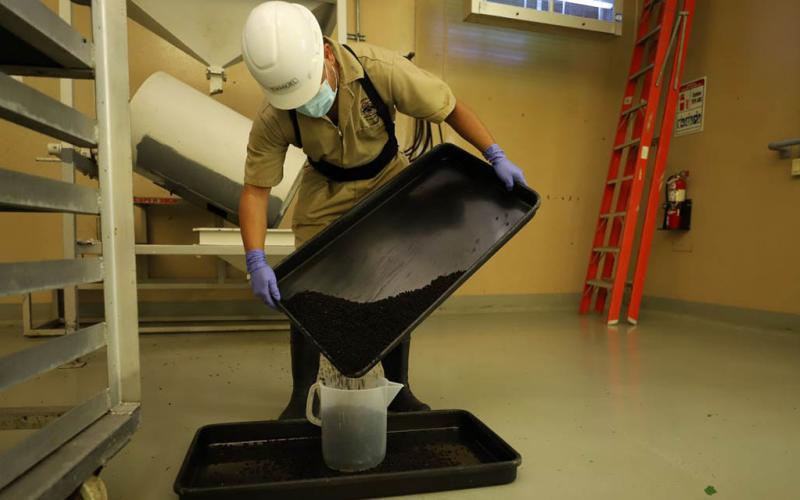 Dispersadas más de 804 millones de moscas para erradicar el Gusano Barrenador del Ganado