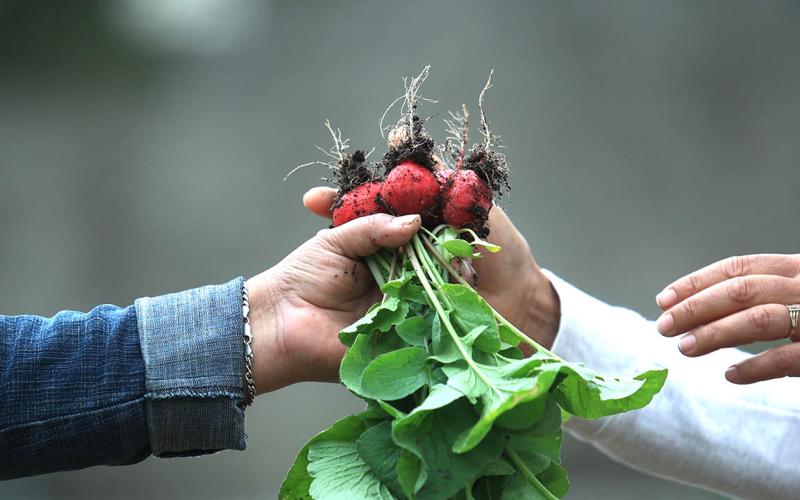 El cultivo de rábano brinda beneficios nutricionales y económicos