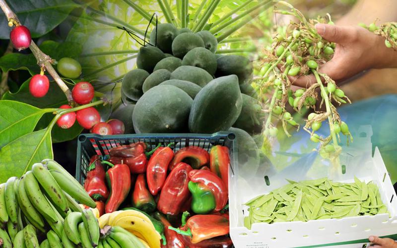 Emitidos más de 17 mil certificados fitosanitarios de exportación