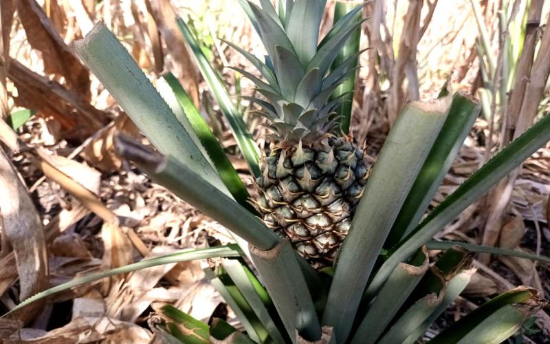 Fortalecen producción de piña y cacao de Melchor de Mencos