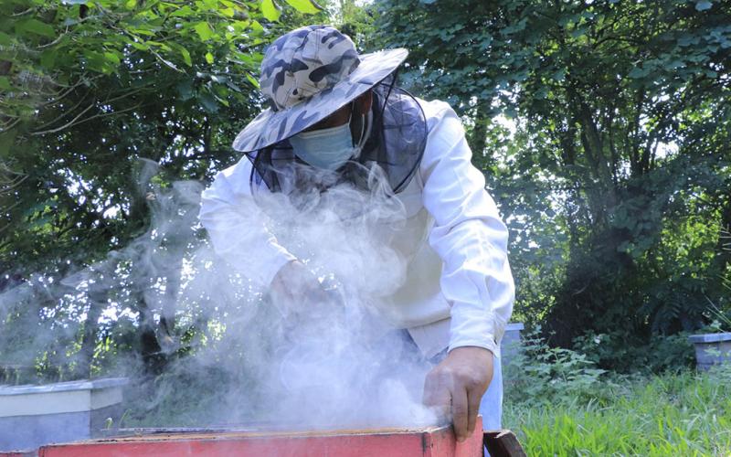 Hay que recolectar la miel protegiendo a las abejas