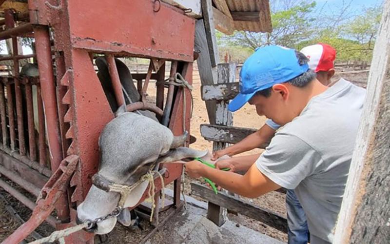 Identifican a bovinos de cuatro fincas como parte del control sanitario