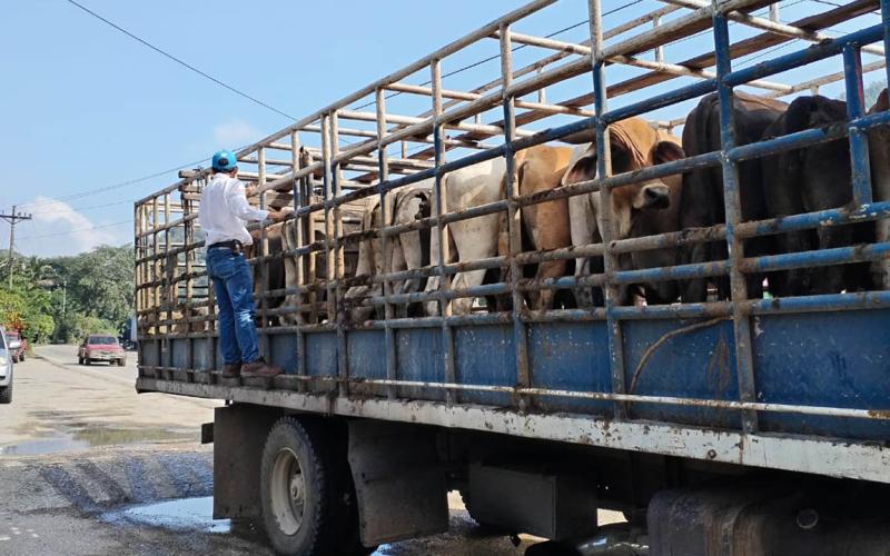 Inspeccionados más de 67 mil animales en puestos de control por Gusano Barrenador del Ganado 