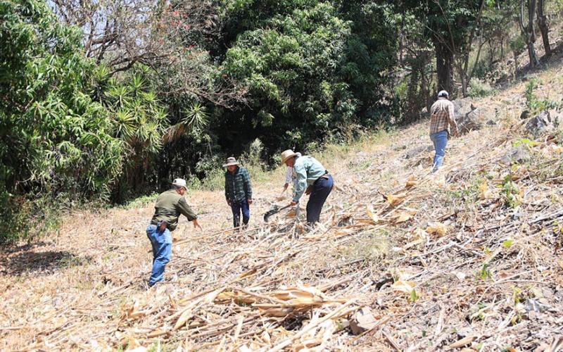 La importancia del mulch en la agricultura
