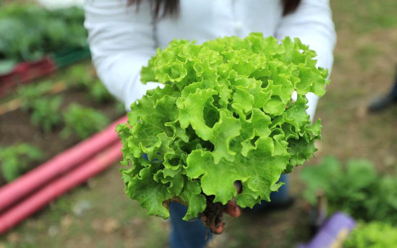 La lechuga es un cultivo común en los huertos