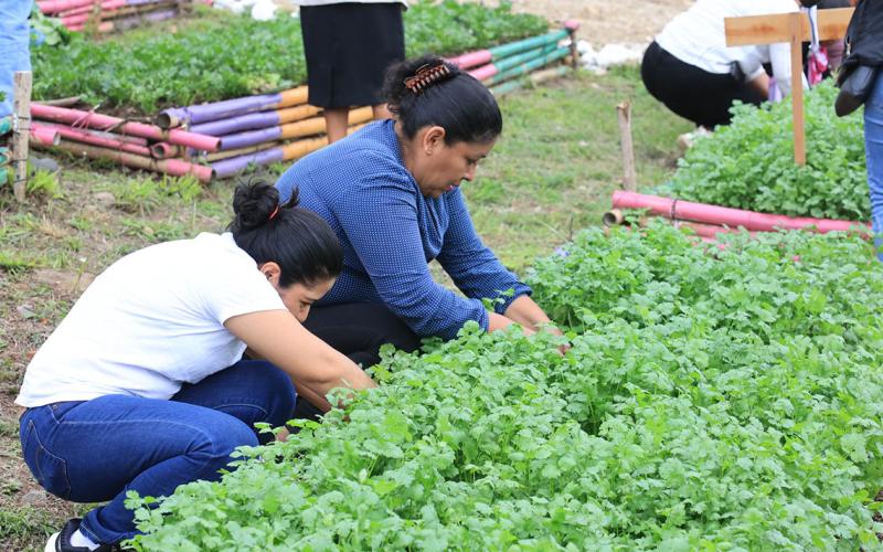 La planta aromática que pone el sabor