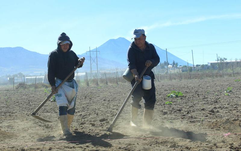 Las buenas prácticas agrícolas mejoran los cultivos