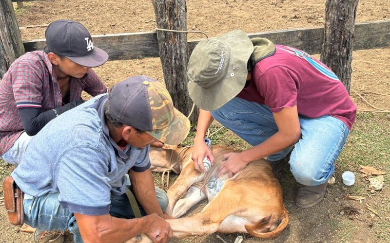 Más de 73 mil animales han sido inspeccionados por Gusano Barrenador del Ganado