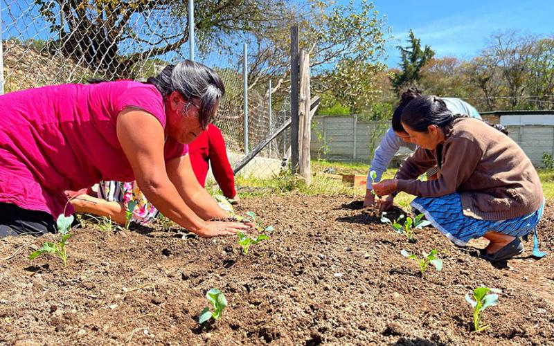 Más familias huehuetecas están implementando huertos familiares 